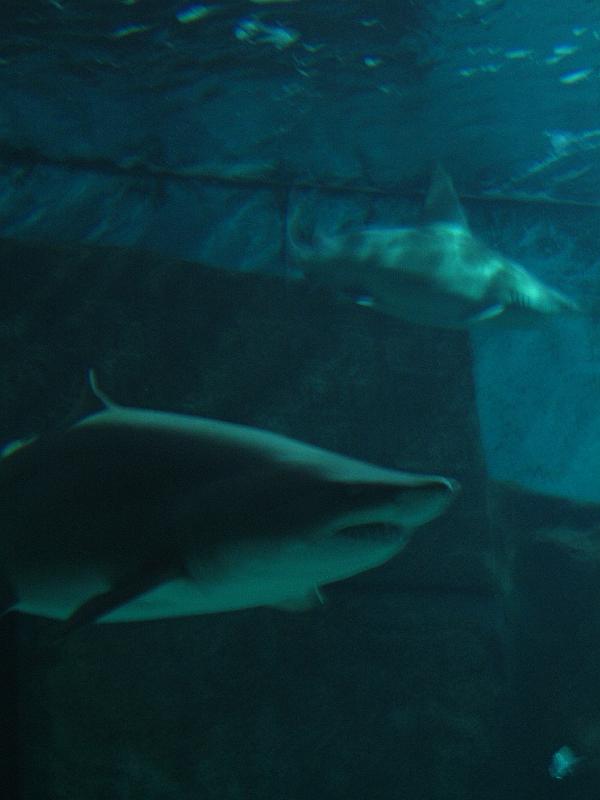 IMG_1217.JPG
