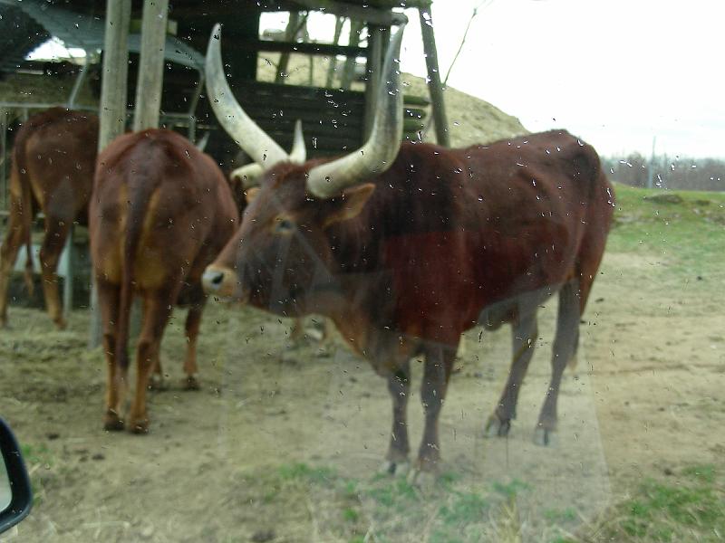 DSCN1557.JPG
